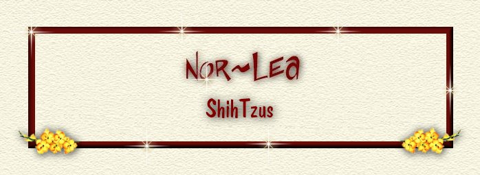 Norlea Shih Tzus in NY