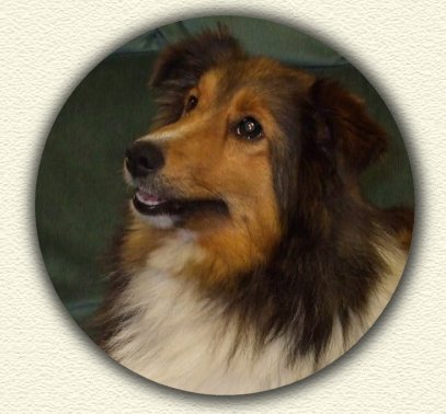 Nor~Lea Shelties