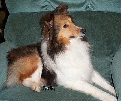 Nor~Lea Shelties