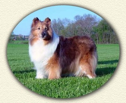 Nor~Lea Shelties