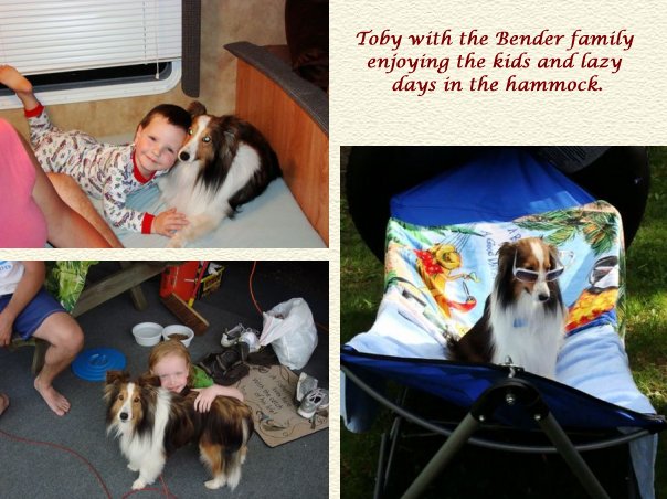 Nor~Lea Shelties